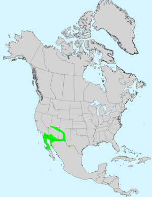 North America species range map for Showy Sunflower, Helianthus niveus: Click image for full size map.